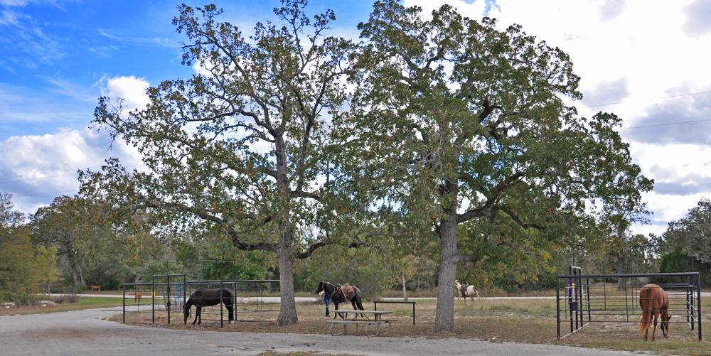 Horses at Nails Creek park